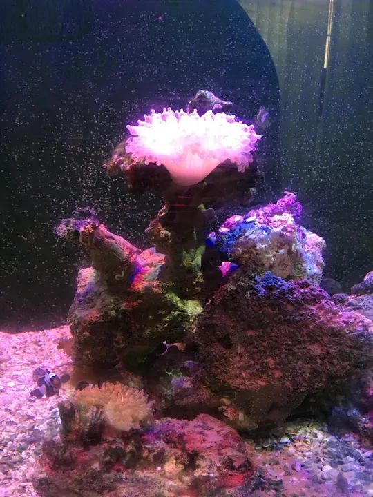 Aquário BOYU 80L completo - Foto 3