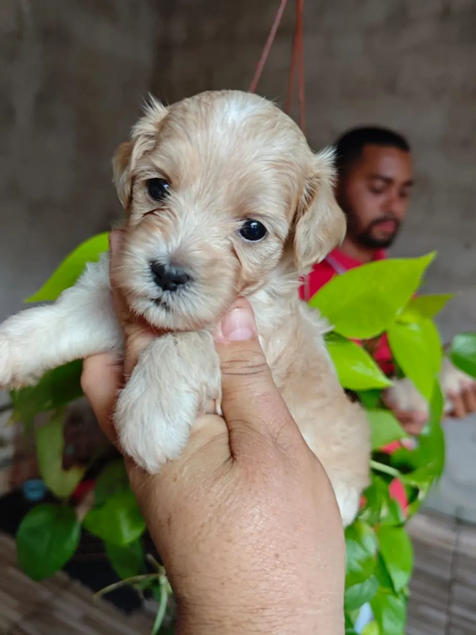 Poodle disponível machos