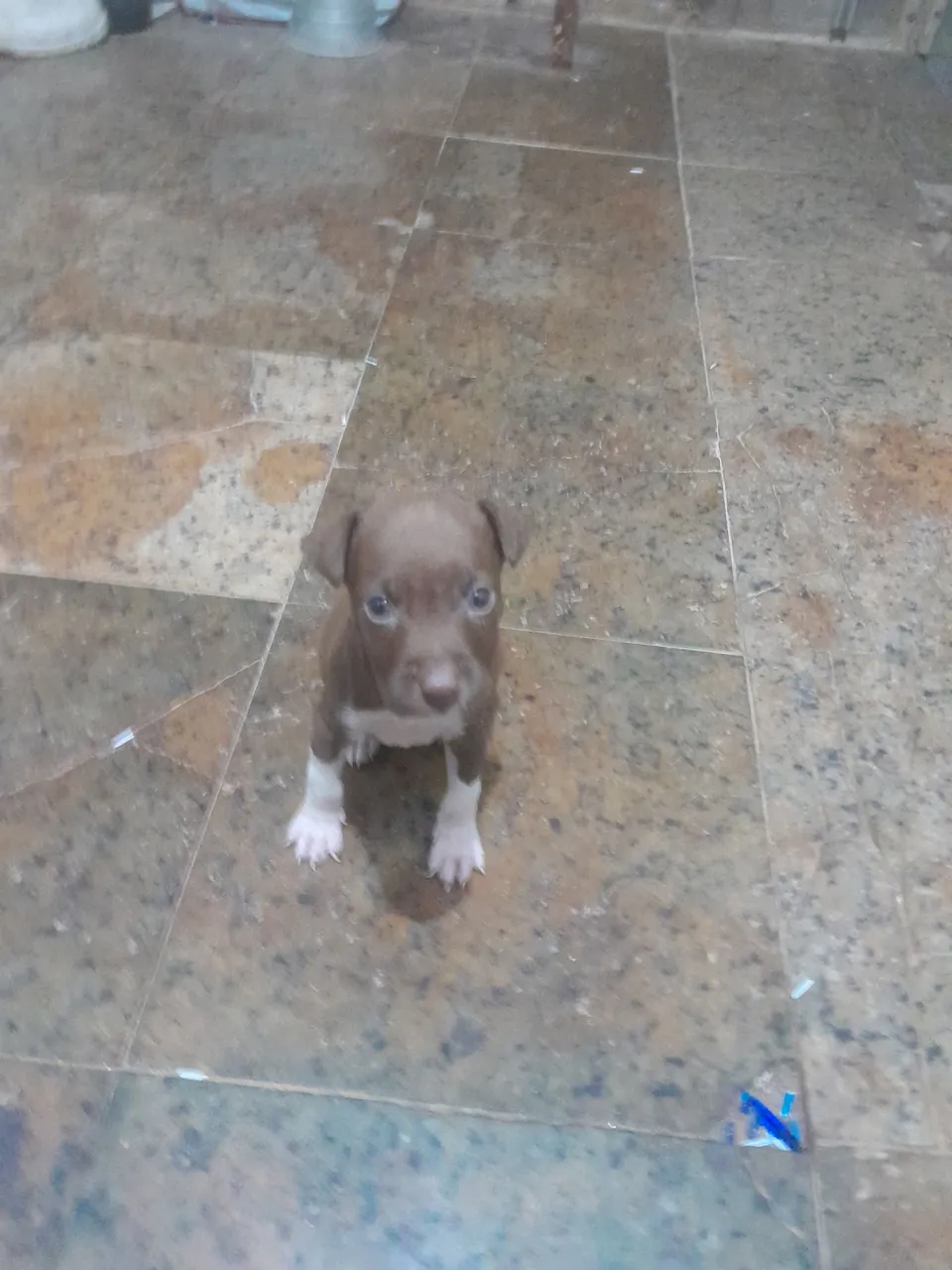 Vendo Pitbull