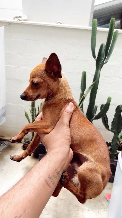 Pinsher machinho  2 aninhos Procurando Lar