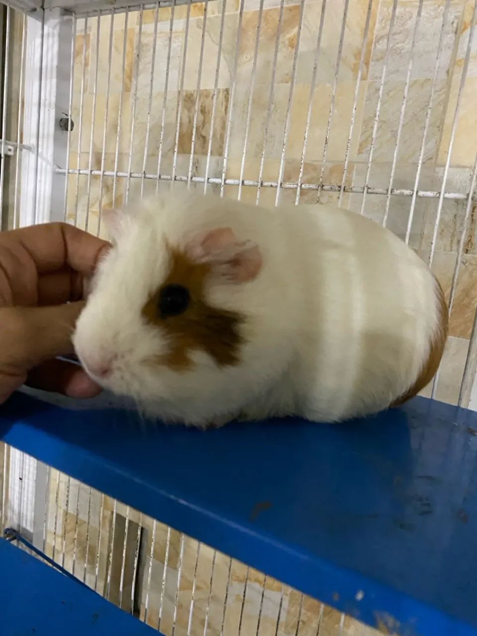 Porquinho da índia  - Foto 5