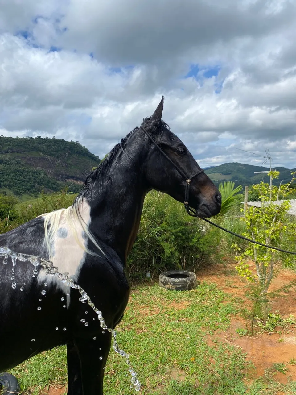 Cavalo pampa de preto registrado