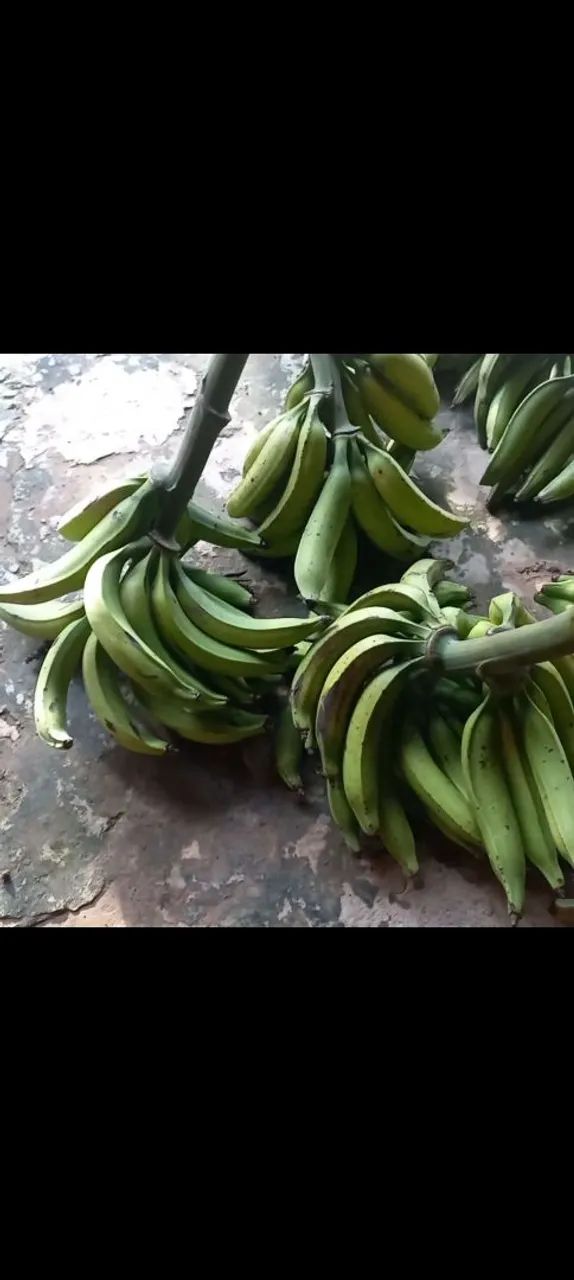 Banana comprida no Bujari