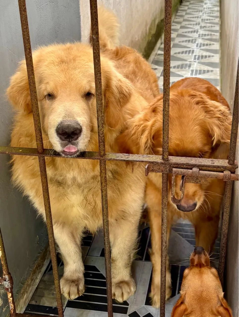 Filhotes Golden Retriever com pedigree