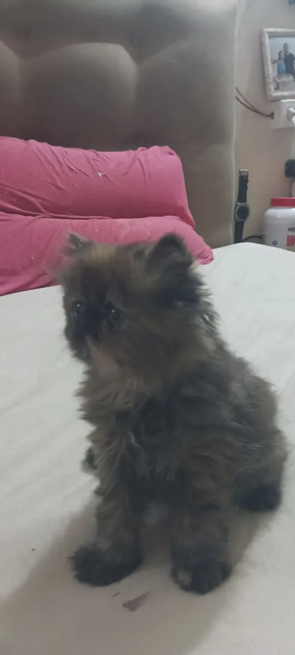 Gatinho persa tricolor