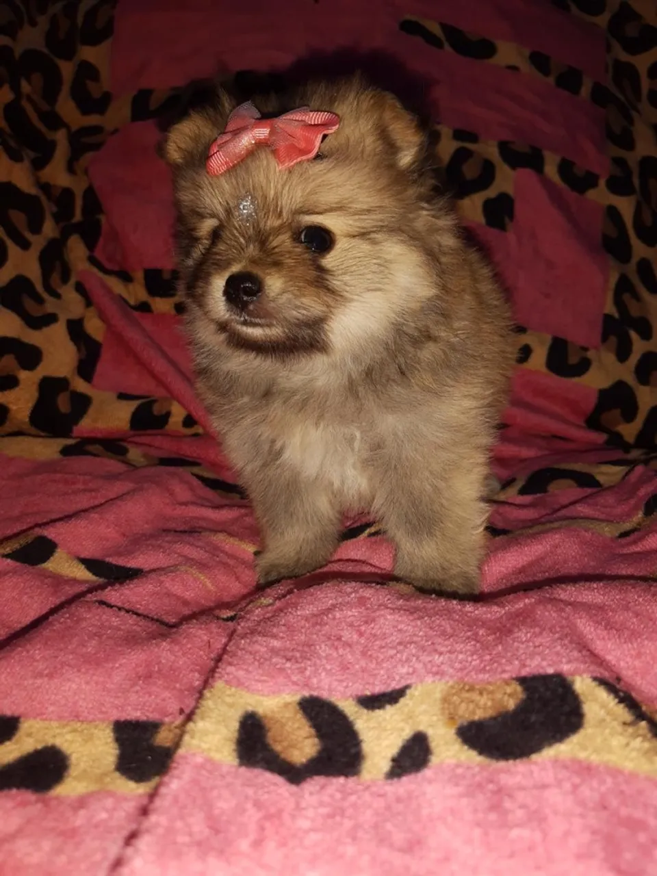 Filhote de SPITZ ALEMÃO ANAO 