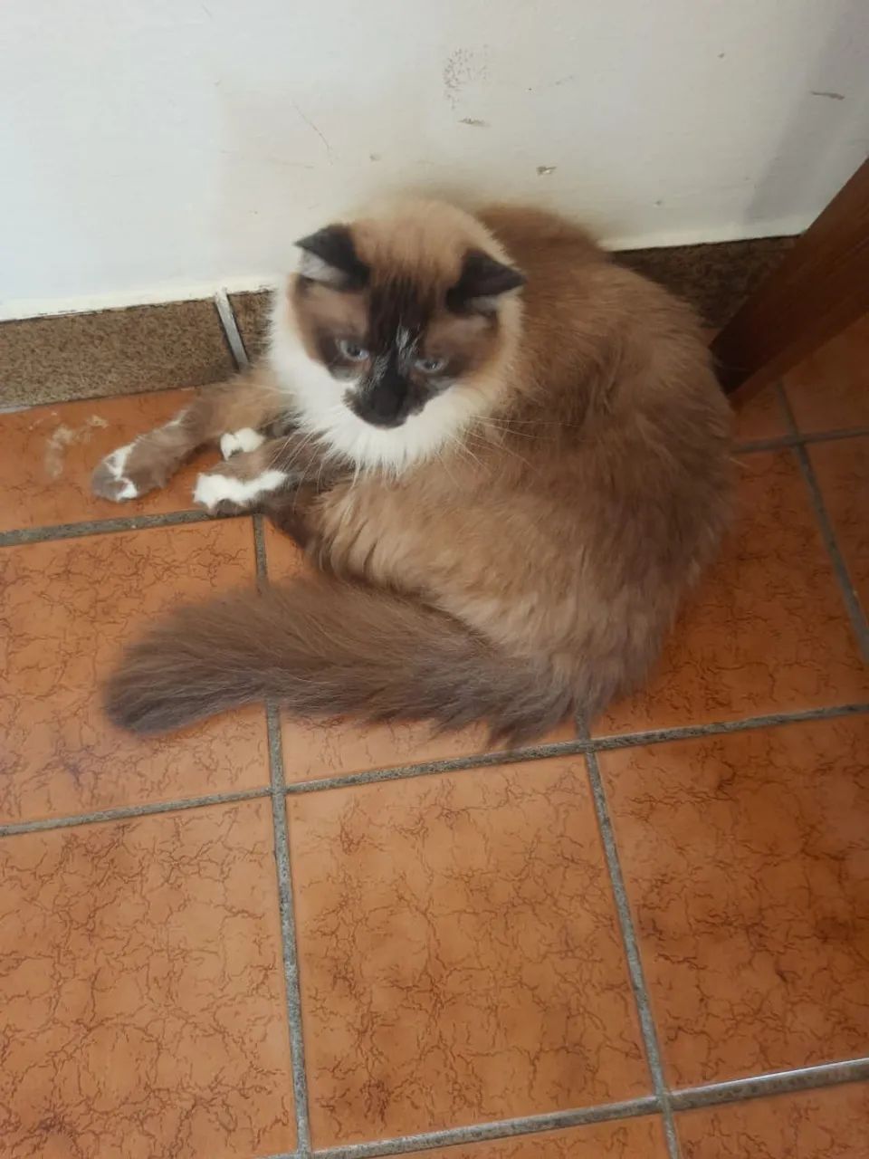 Gato para adoção - Foto 2