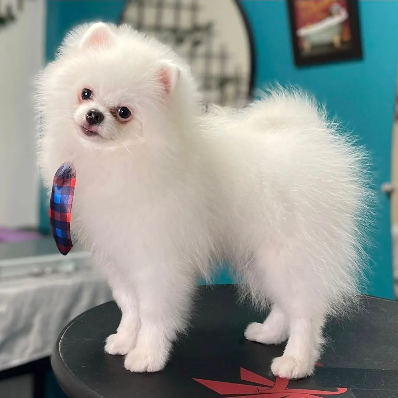 Lindo filhote de Spitz Alemão disponível!