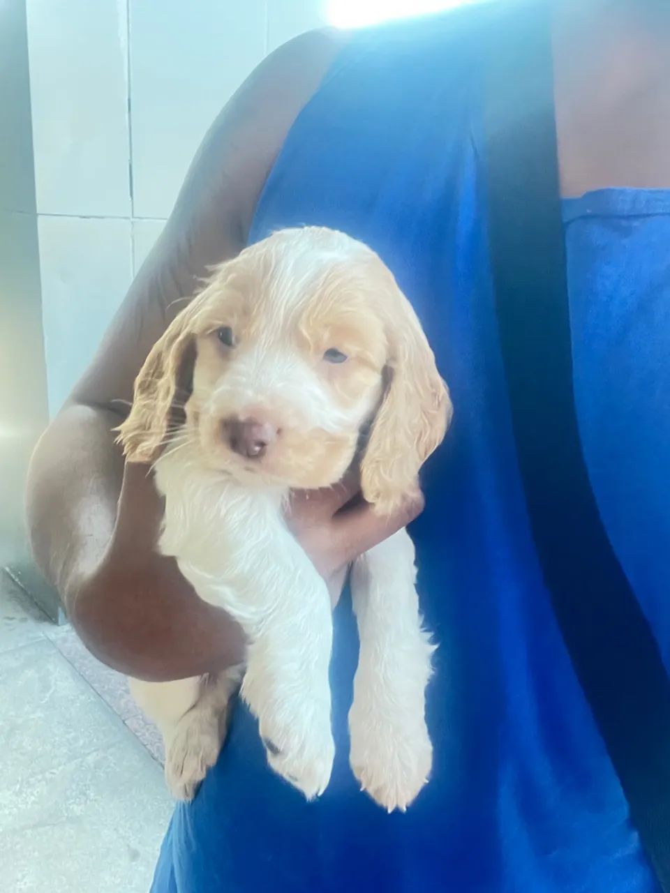 Filhote de Cocker Spaniel Inglês