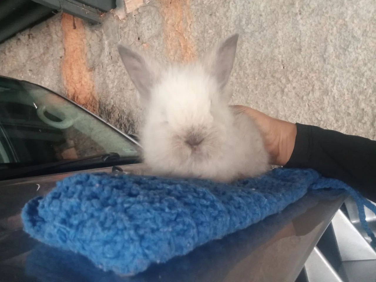 Coelho filhote  - Foto 2