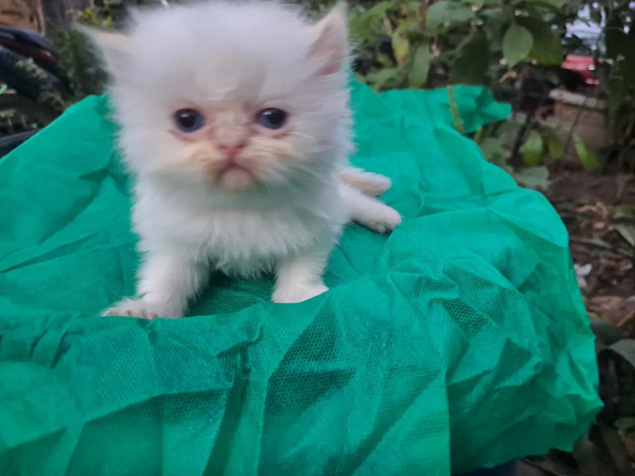 Gatos persa show@elisandrapet