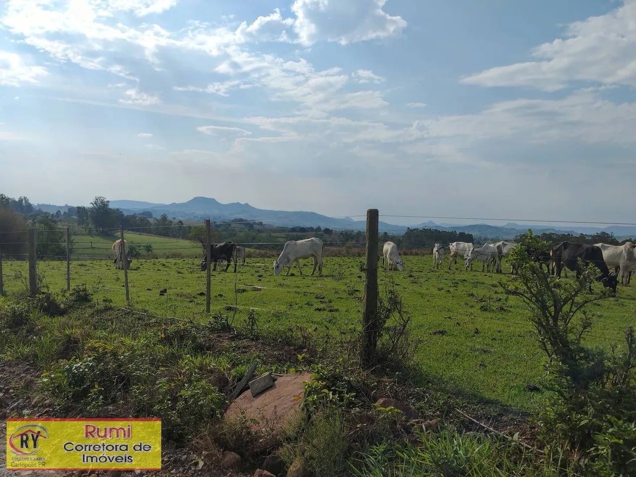 Vende-se Sítio 4.75 alqueires em Carlopolis PR - Foto 5