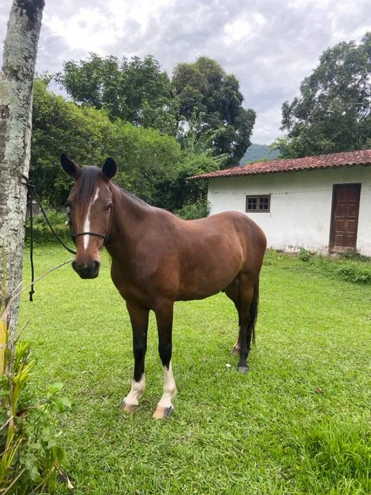 Cavalo para venda - Foto 5