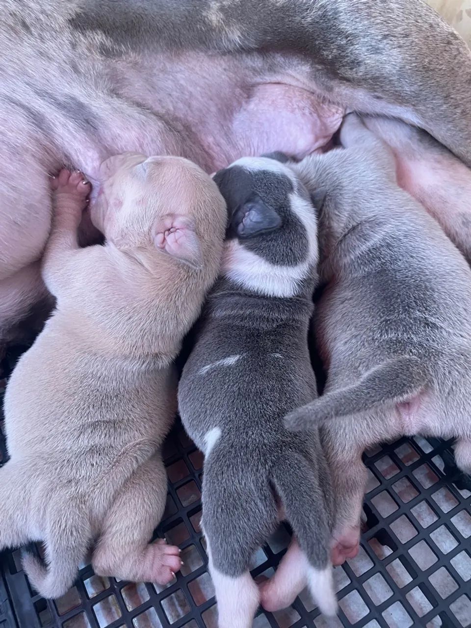 Filhotes de Pit Monster  - Foto 2