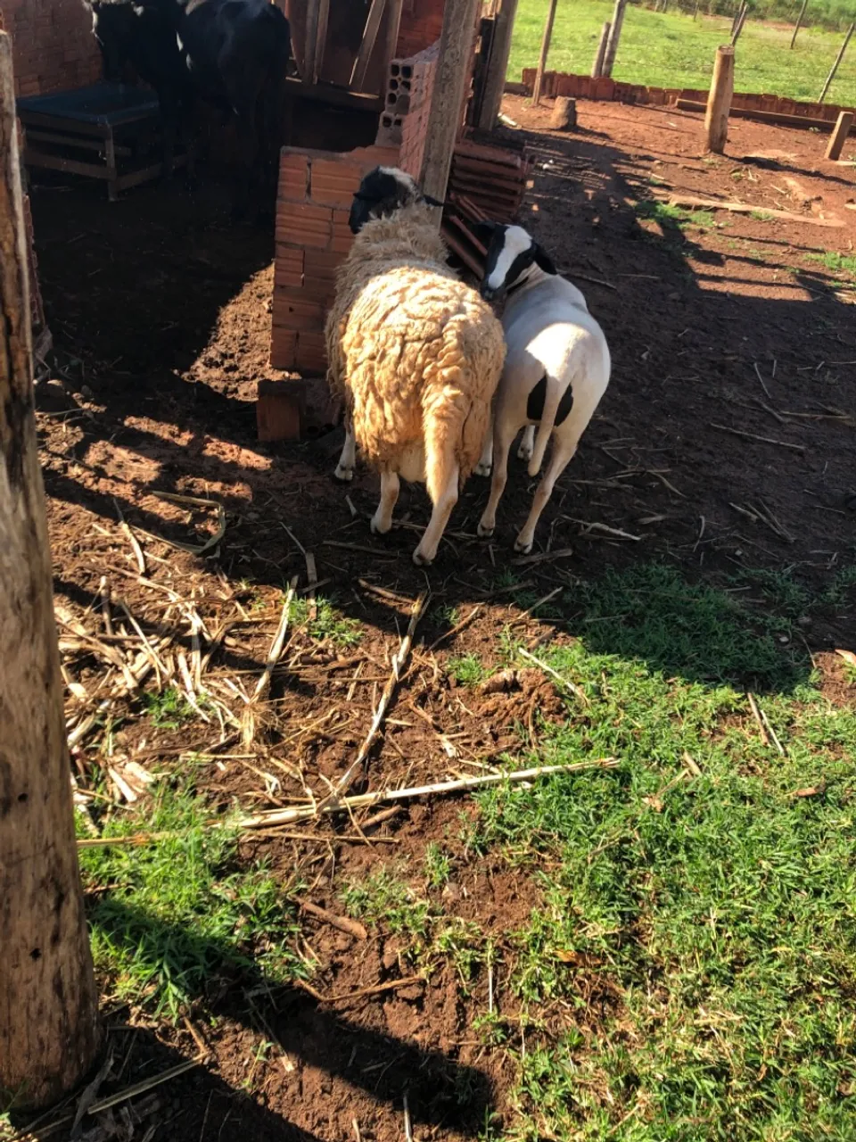Casal de carneiro 