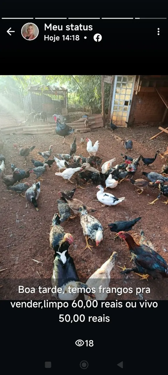 Frangos a venda limpos ou vivo, os interessados chamar no whats *
