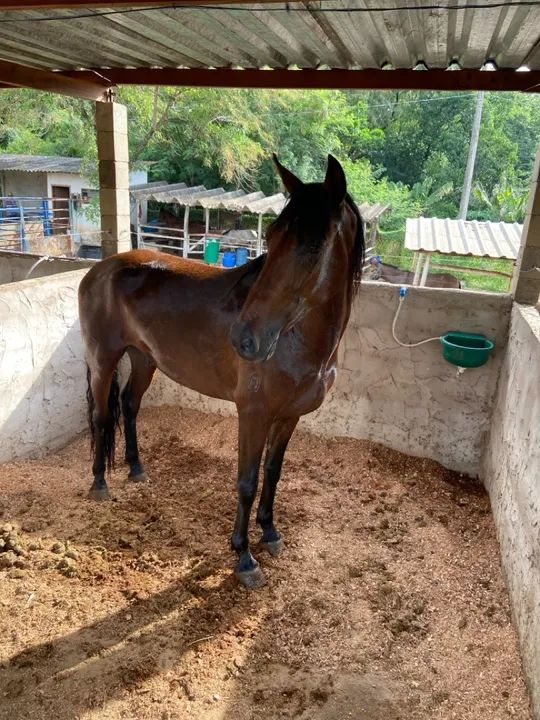 Cavalo mangalarga marchador mineiro  - Foto 3