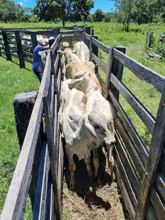 OPOTUNIDADE!! Fazenda 202 Hectares Arinos-MG - Foto 7
