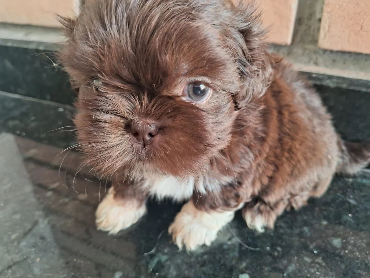 Filhote de Shitzu Shiatsu chetos Shih Tzu macho - Foto 2