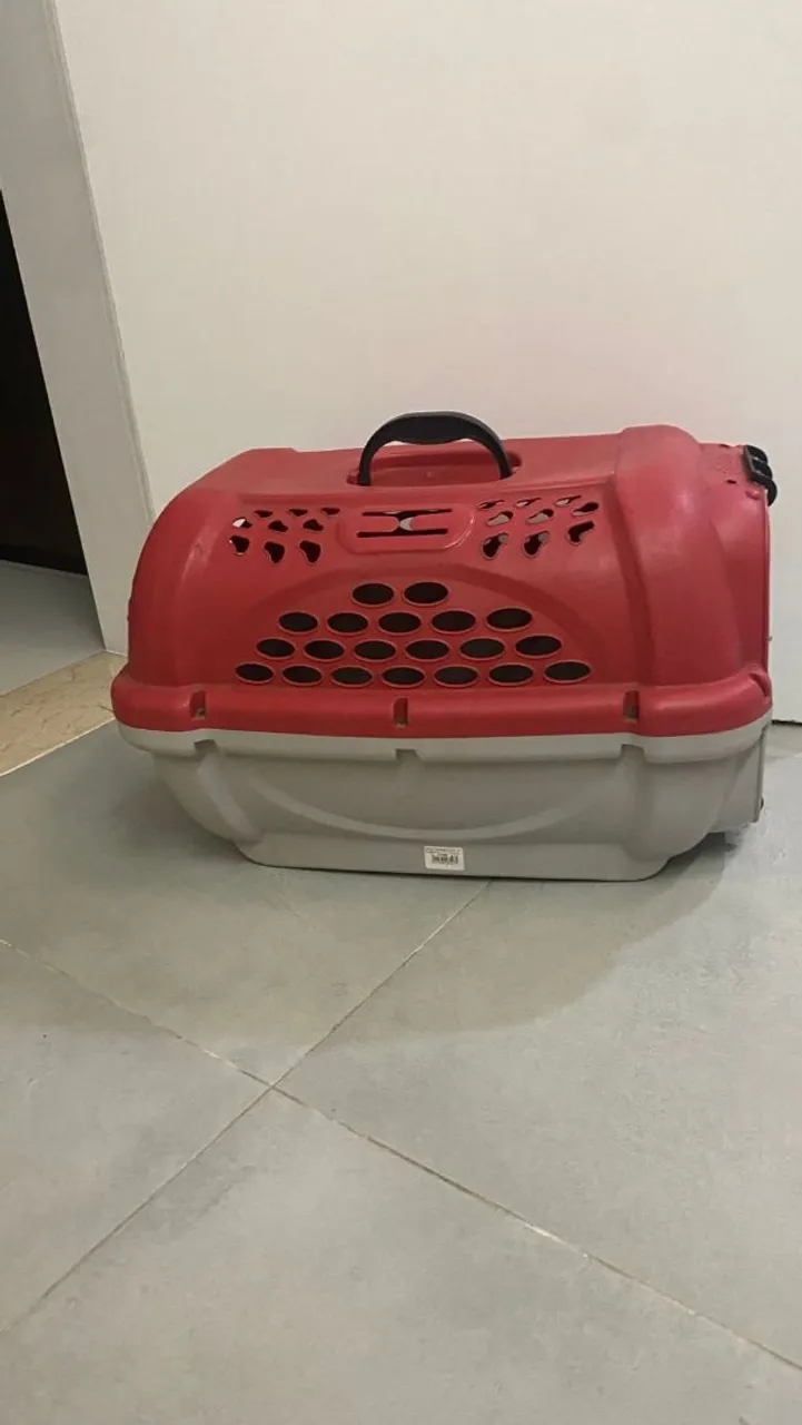 Transporte para cães