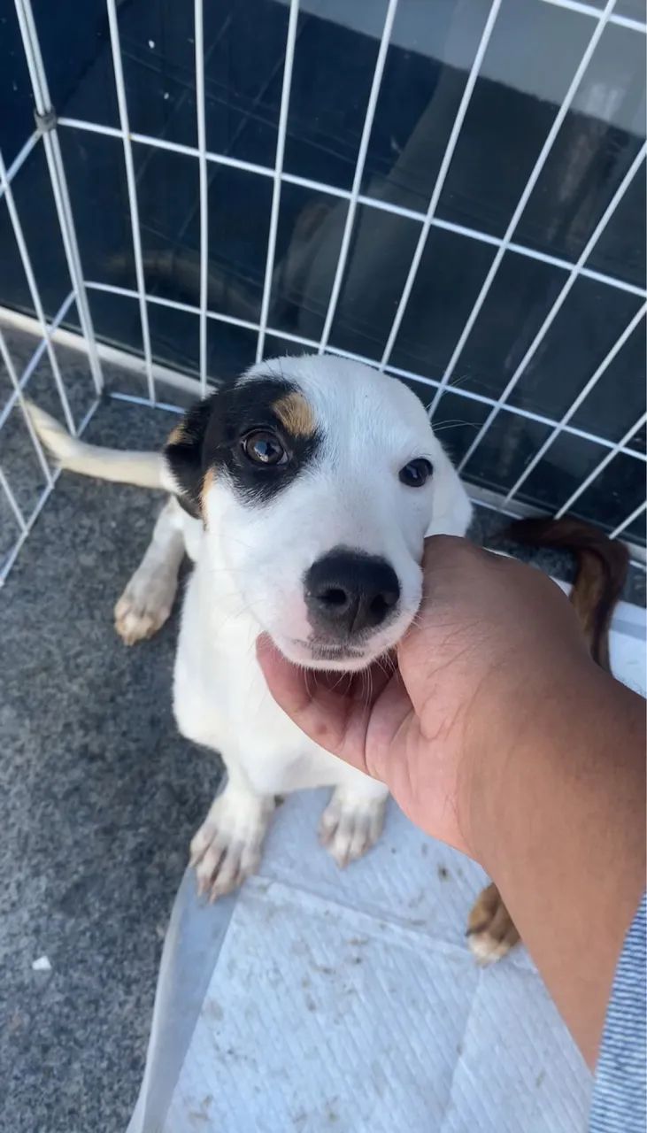 Doação de cachorrinha 