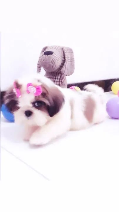 Filhote Shitzu miniatura Lindíssimos  - Foto 3