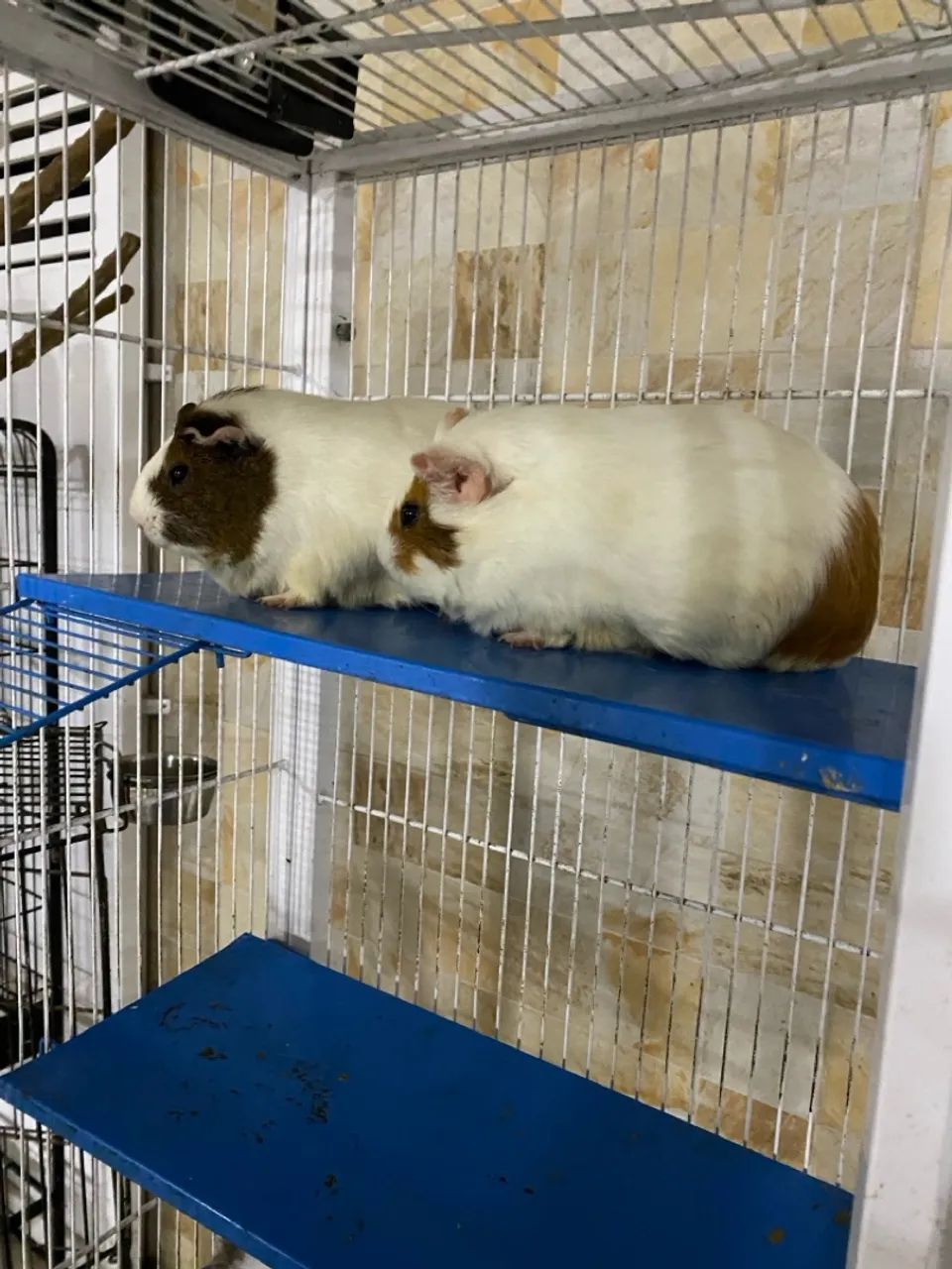 Porquinho da índia  - Foto 3