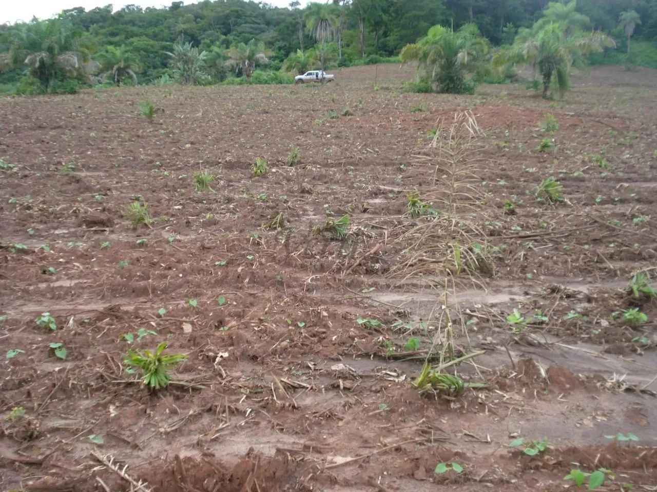 Fazenda à Venda  Santa Rita do Tocantins/TO - Foto 3