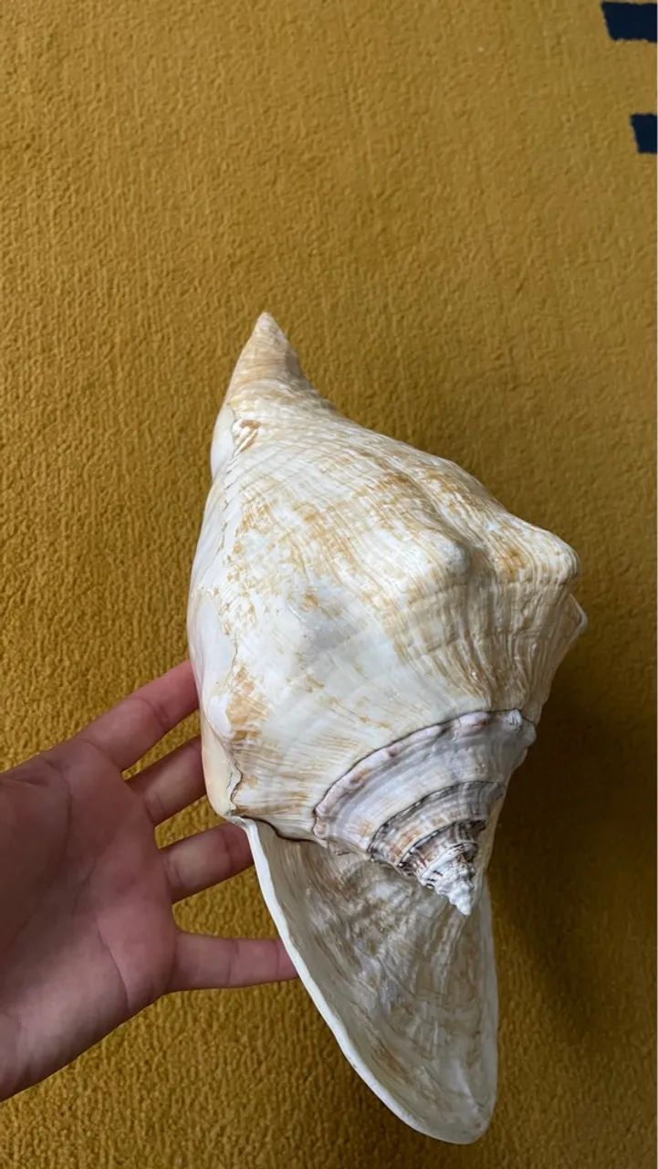 Conchas Do Mar Gigante. - Foto 2