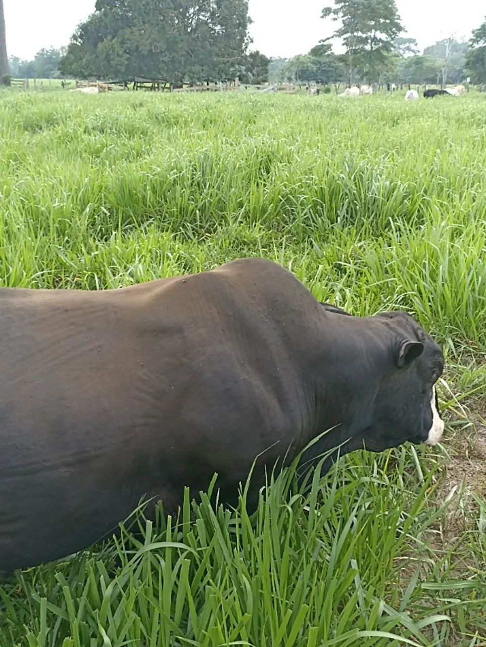 VENDO FAZENDA - Foto 3