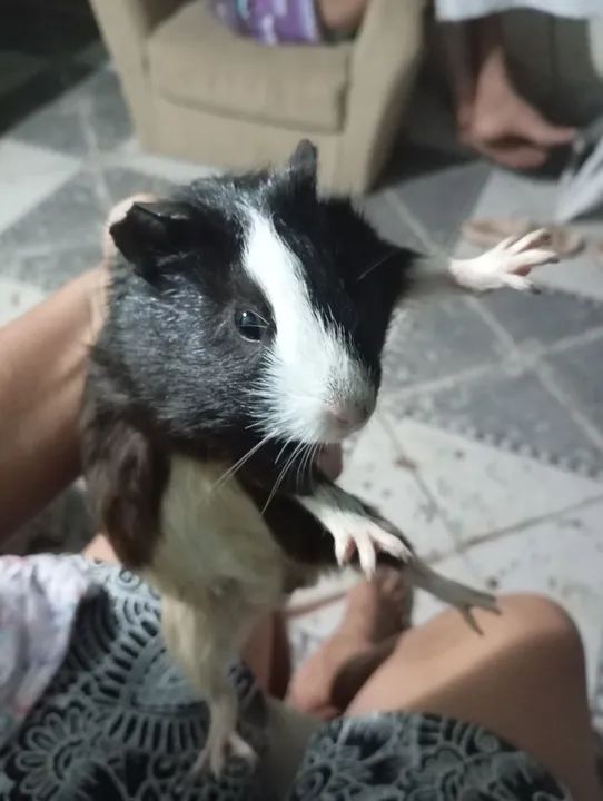 Preá da india - Foto 2