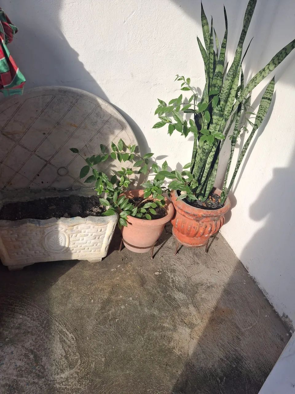 Vaso de plantas 