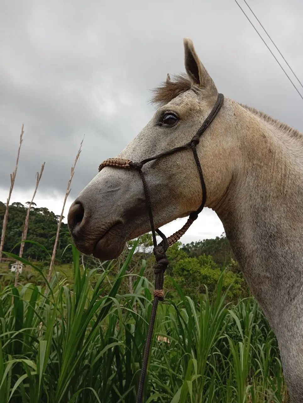 Cavalo cinza com amazona - Foto 5