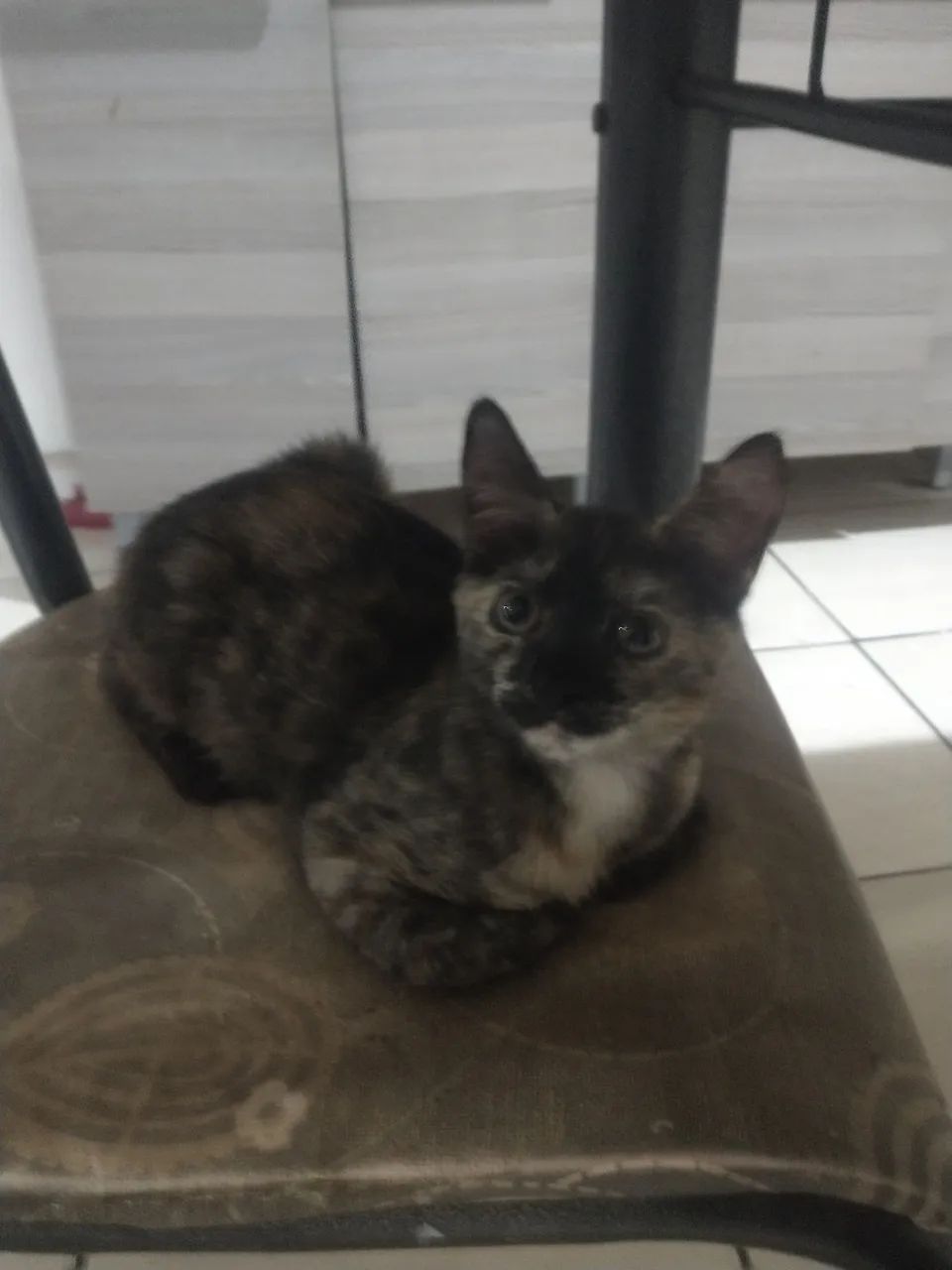 Gatinha diferenciada para adoção