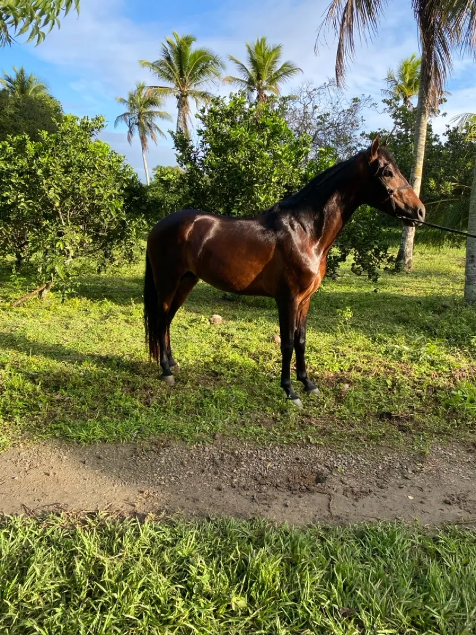 Potro mangalarga marchador de picada 