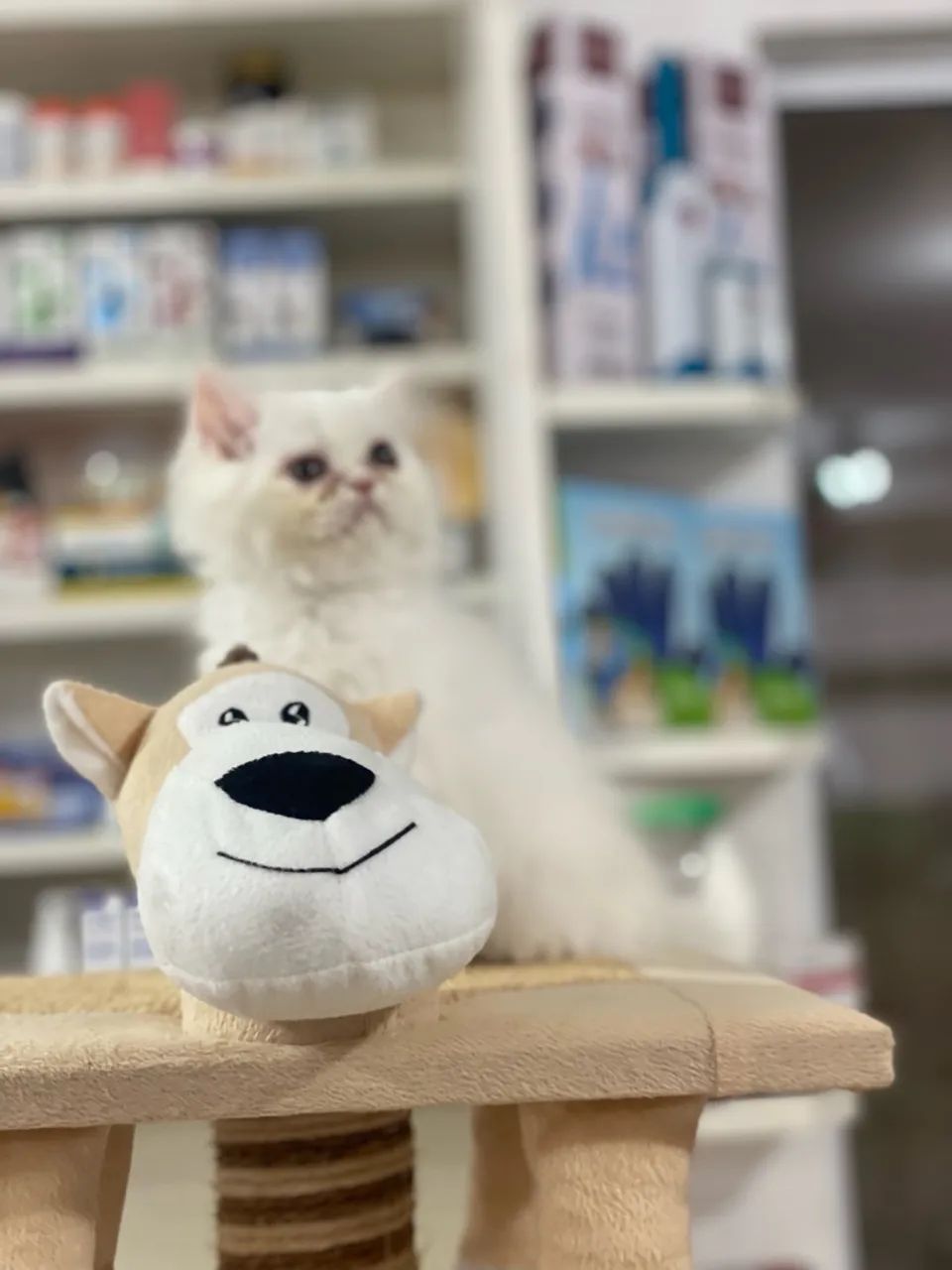 Vendo lindíssimos filhotes de gato persa 