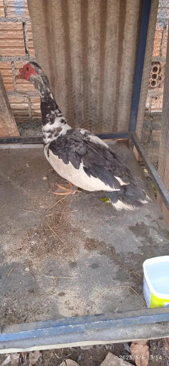 Pato disponível 
