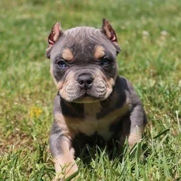 American Bully  - Micro / Pocket/Pronta entrega/ Perdizes - Foto 4