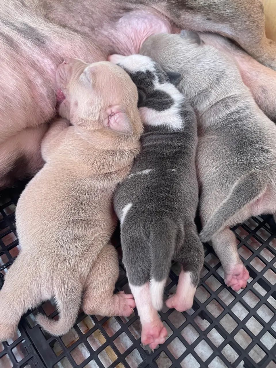 Filhotes de Pit Monster  - Foto 5