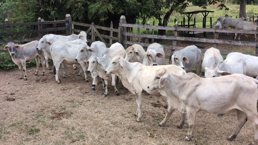 Bezerros, bezerras e Tourinhos Brahman - Foto 4