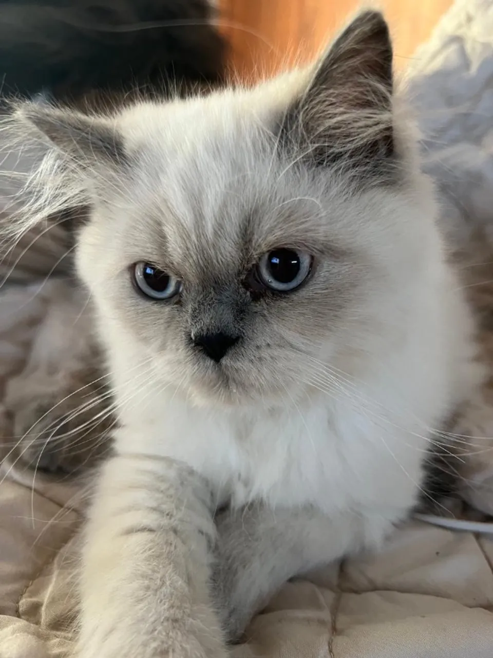Gato Persa Última Oportunidade no pix.