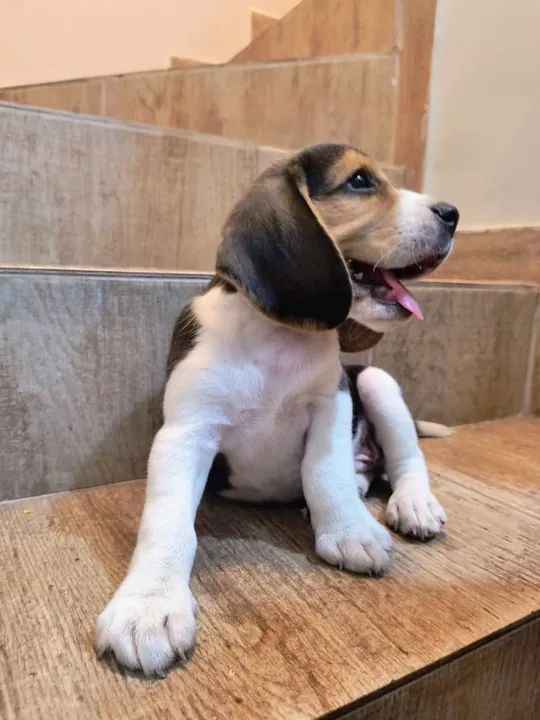 Beagle legítimo tricolor  - Foto 3