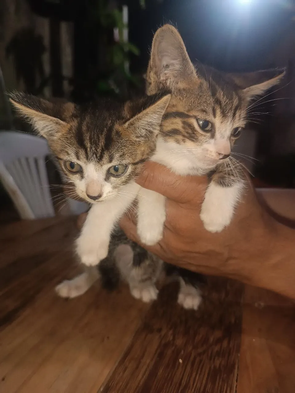 Gatinho fofinho para adoção