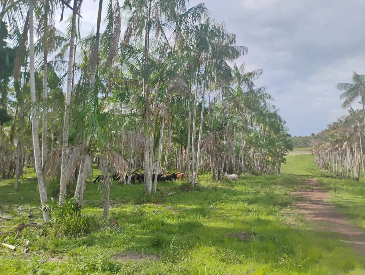 FAZENDA DE AÇAÍ - PENALVA