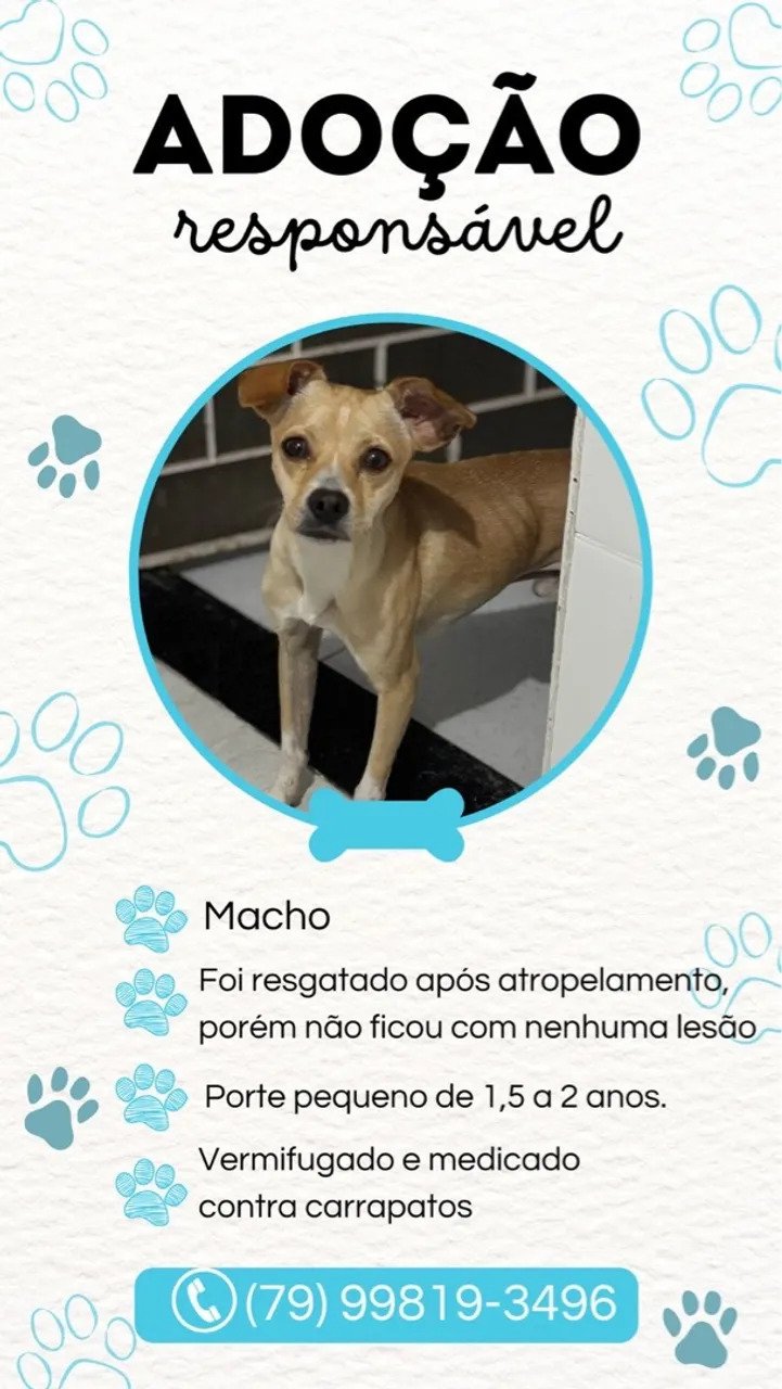 Cão para Adoção Responsável