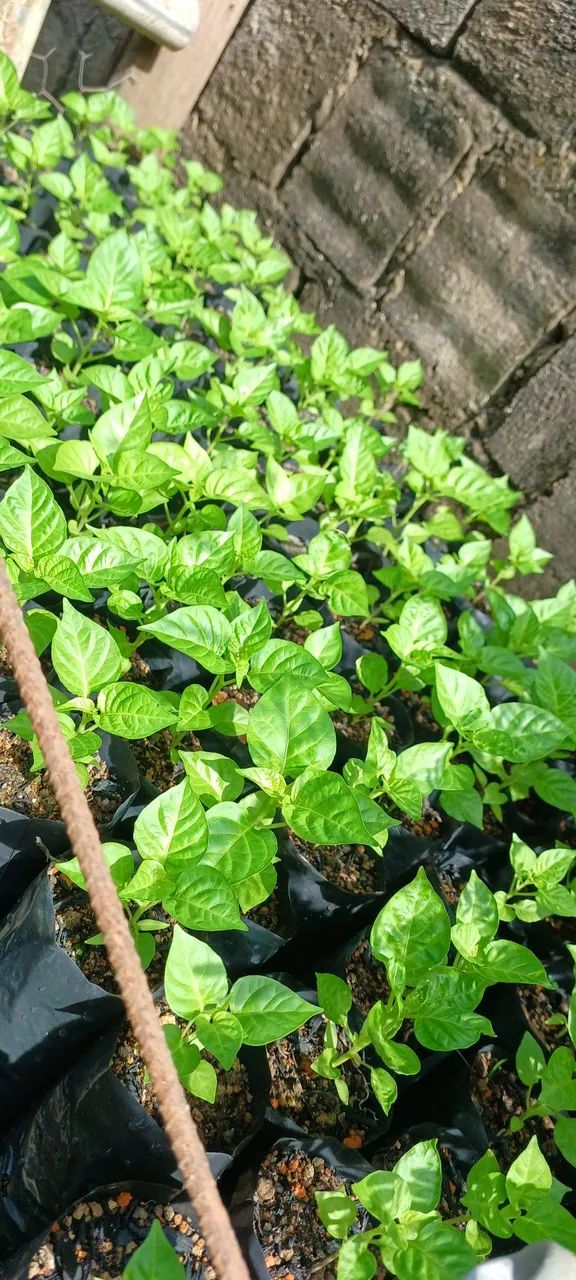 Mudinhas de Pimenta em Sacola - Cultive seu tempero! - Foto 5