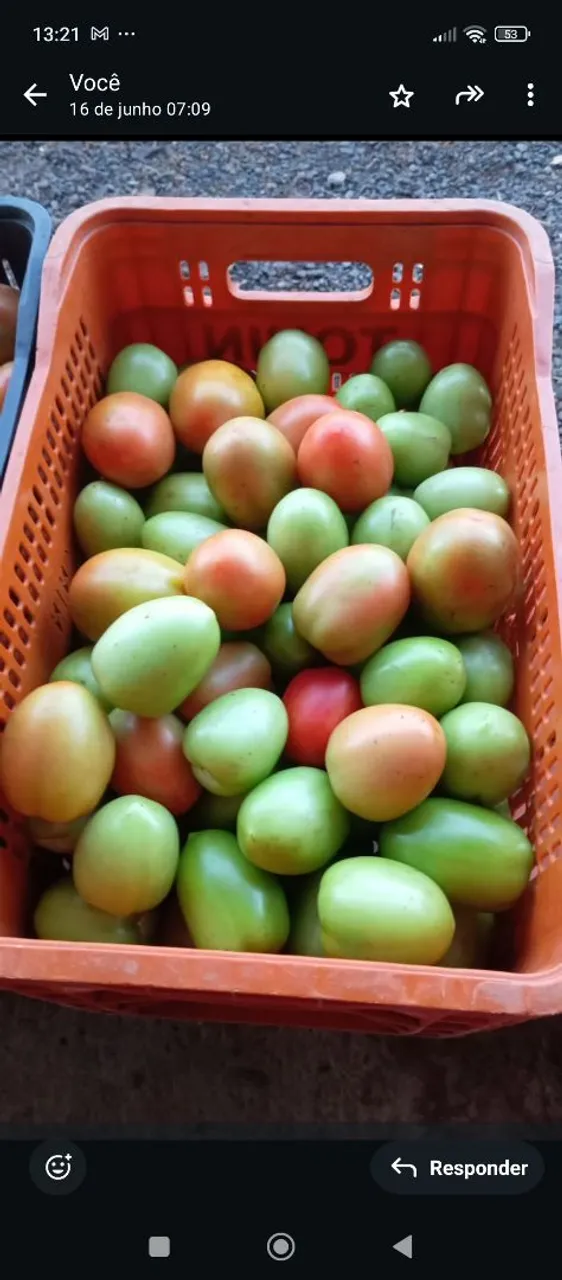 Tomates ORGÂNICO Frescos e Suculentos - Direto do Produtor