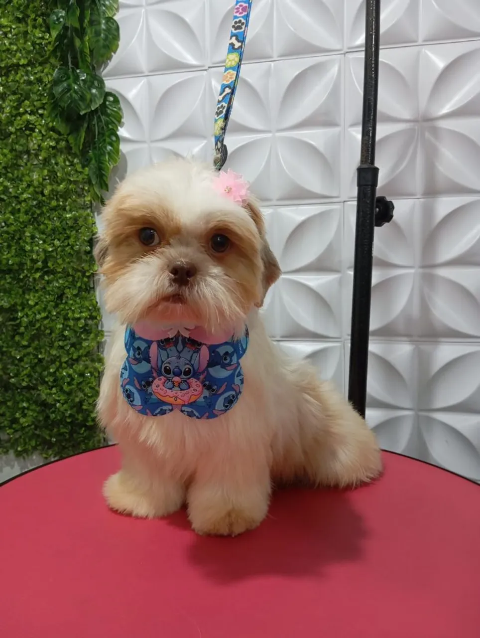 Shih Tzu fêmea 1 ano 500.00
