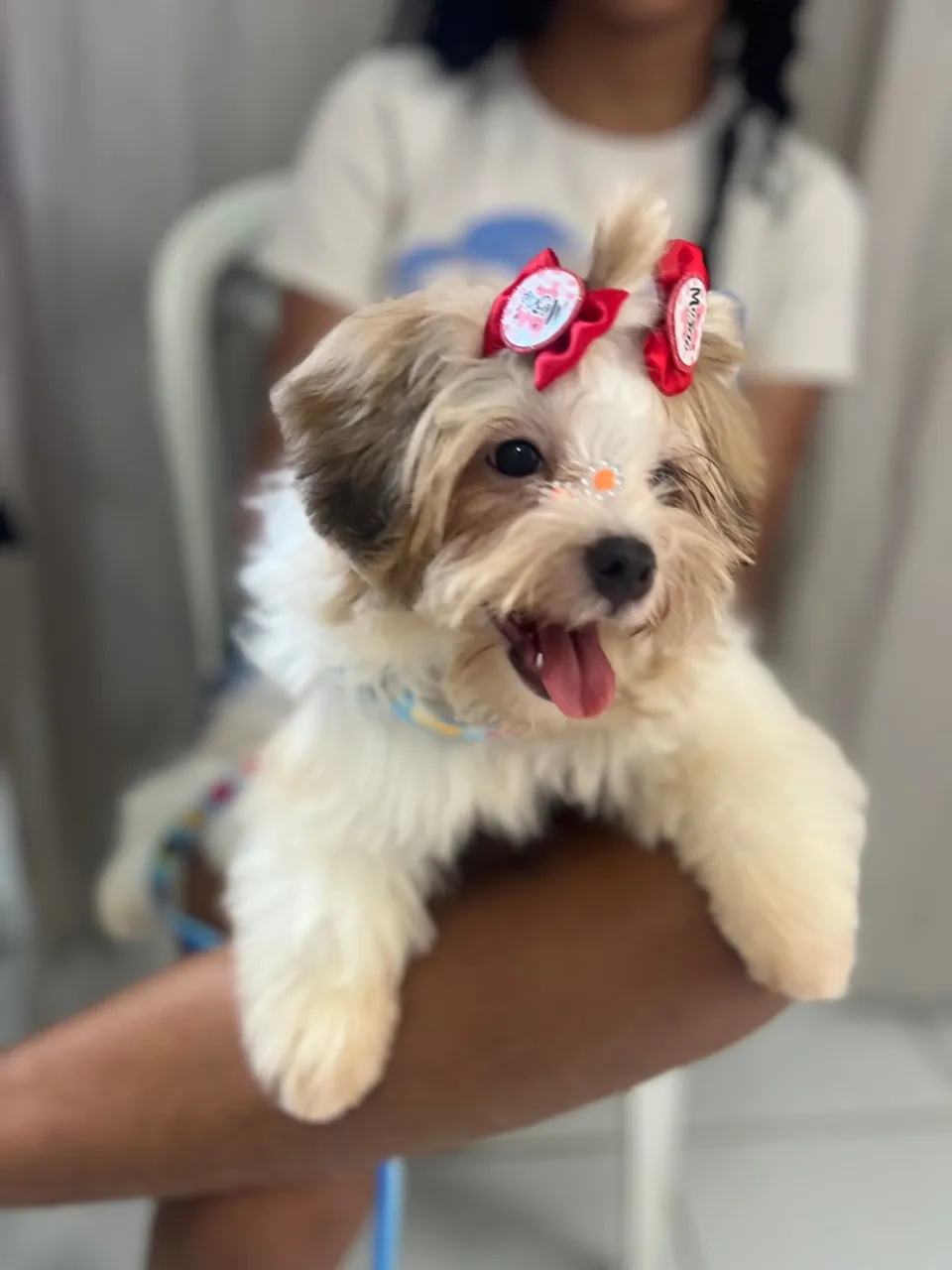 Filhote Shih Tzu adorável à venda!