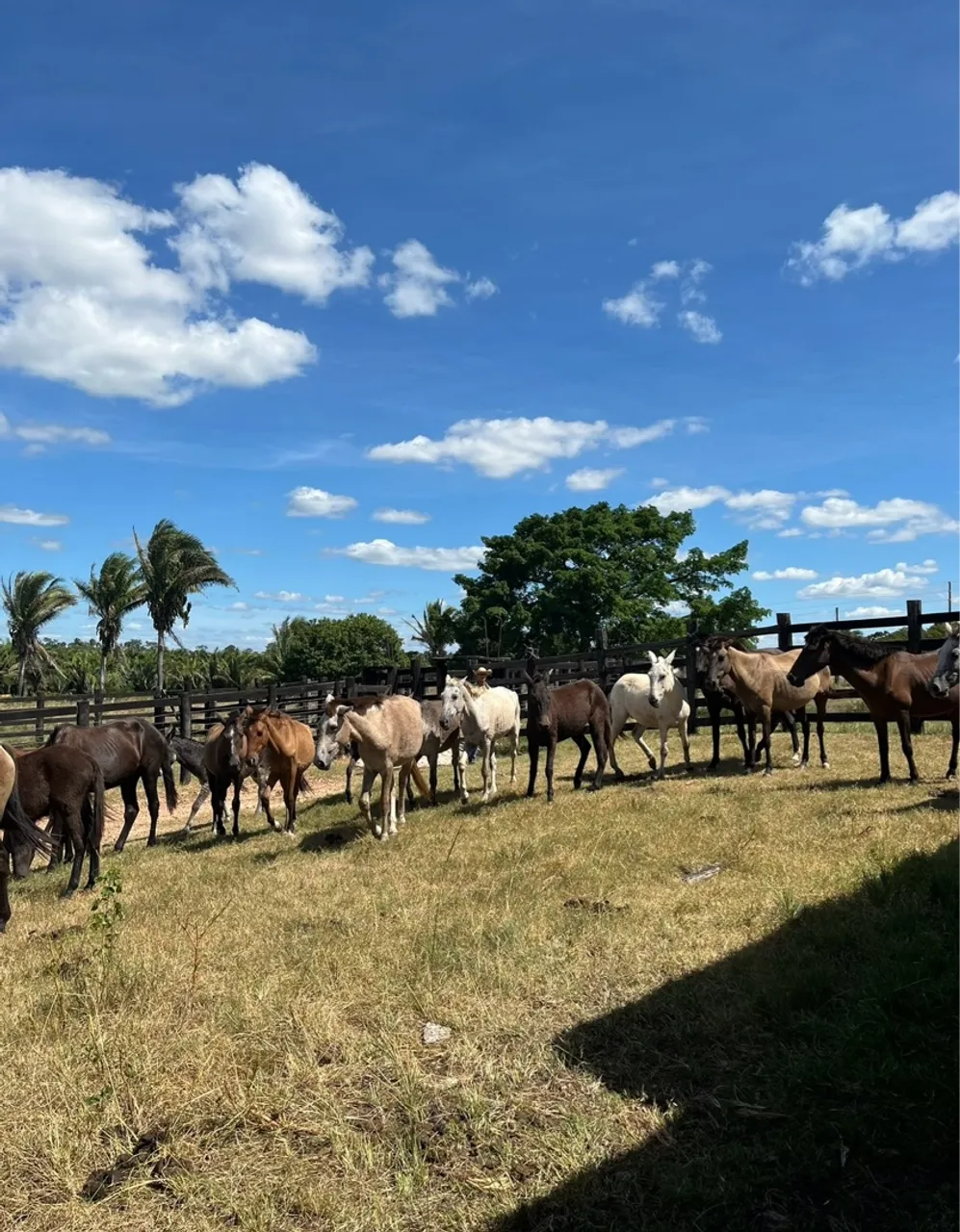 Cavalos e mulas